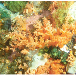 Project Aware - Coral Reef Conservation